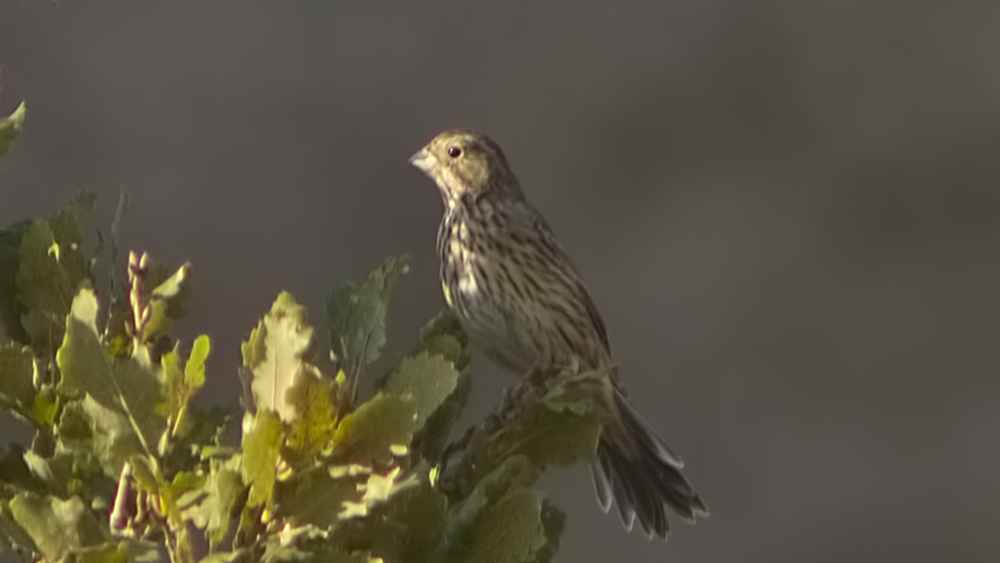 Cirl Bunting